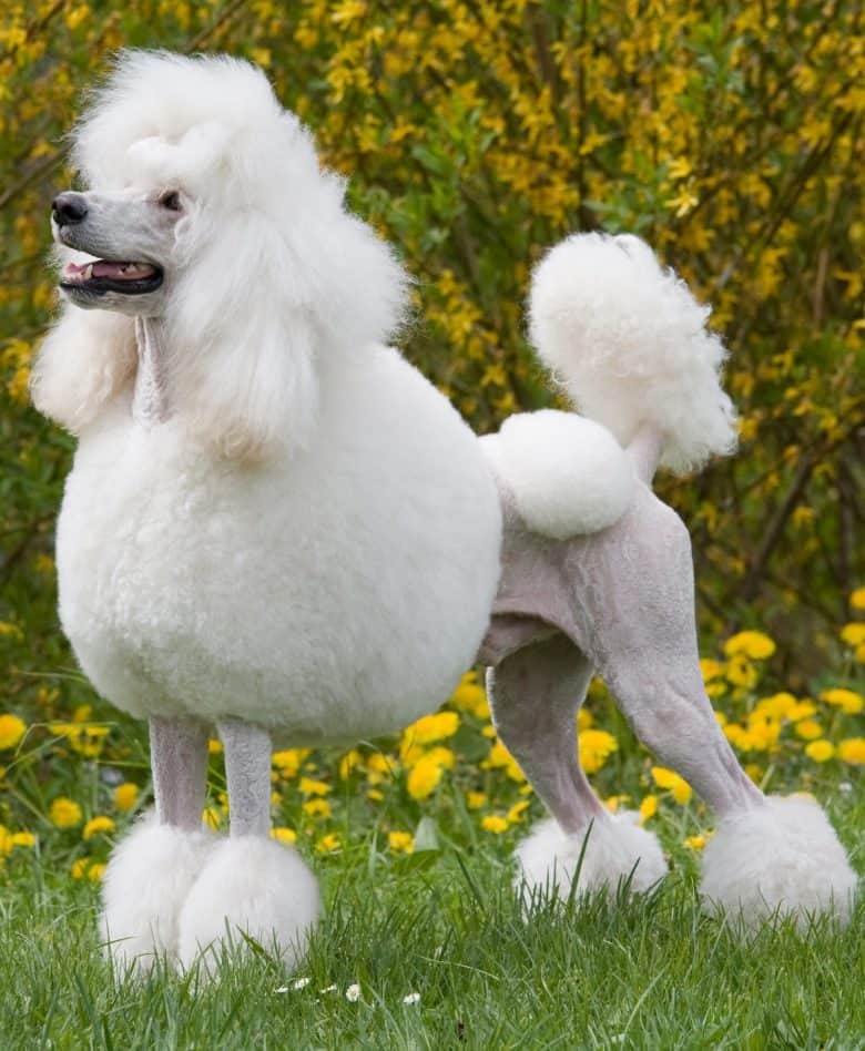 A white Poodle showing off the Lion Cut / Continental Cut 