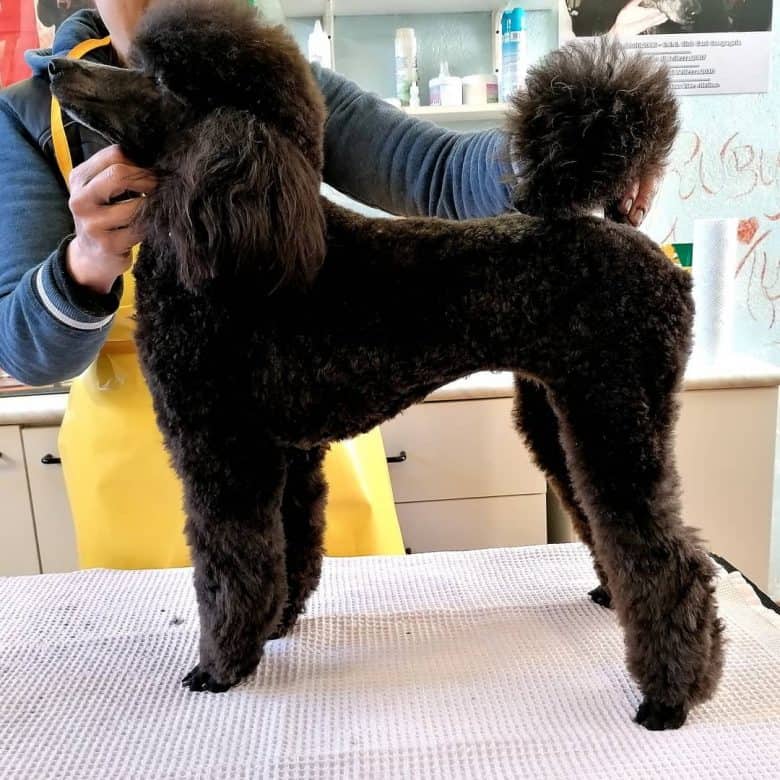 A black Poodle, groomed and had a Modern Clip Cut