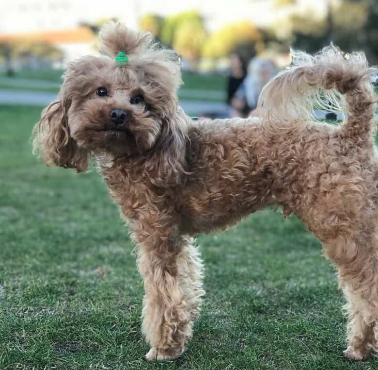 A brown Poodle wearing a ponytail in a dog park