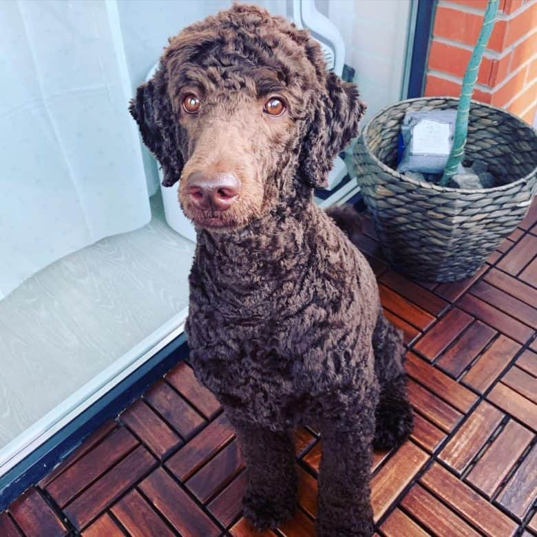 A choco Poodle in a Short Cut sitting