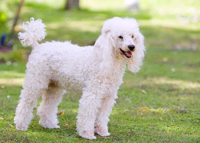 A white Poodle standing on a garden