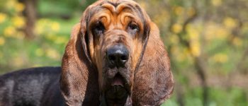 a portrait of a brown Bloodhound purebred