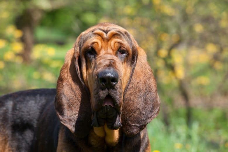 a portrait of a brown Bloodhound purebred