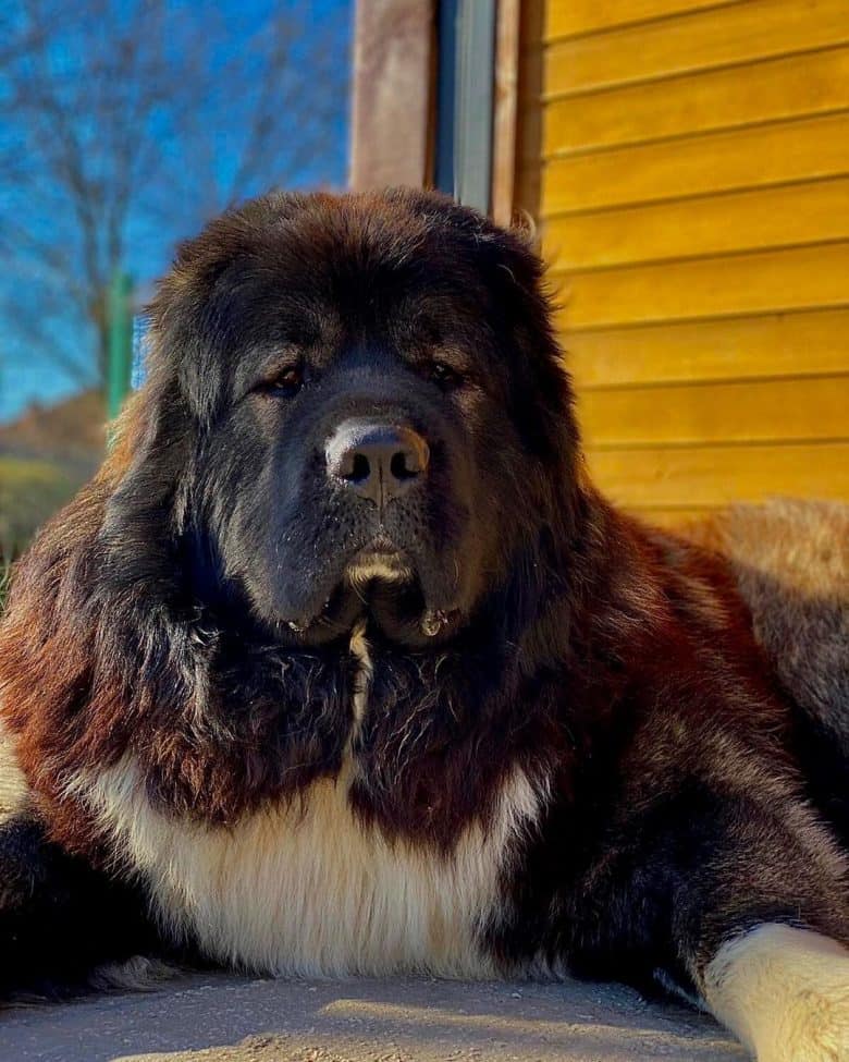 Caucasian Ovcharkas looking adorable and cuddly