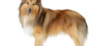 a portrait of a Shetland Sheepdog standing