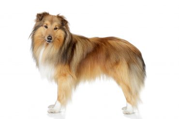 a portrait of a Shetland Sheepdog standing
