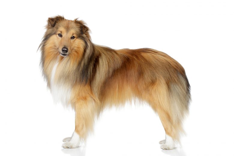 A portrait of a Shetland Sheepdog standing