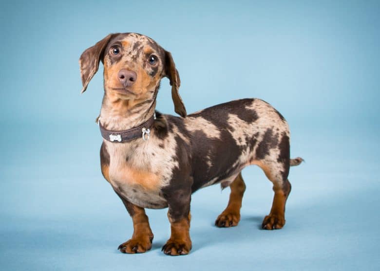 A brindled colored Miniature Dachshund