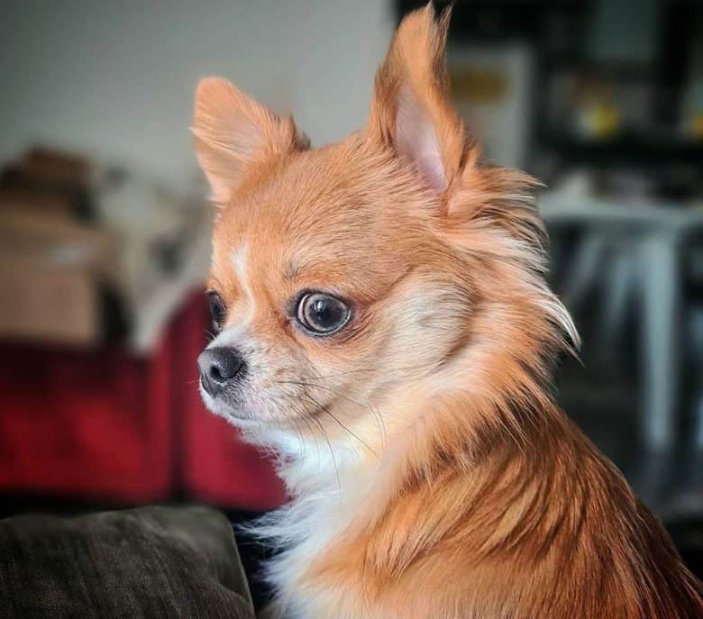 Portrait of a 1-year old Chihuahua dog