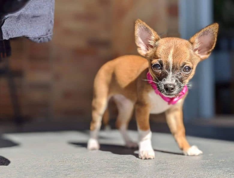 Portrait of 10 week old Chihuahua dog