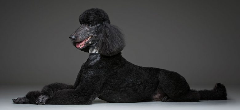 Portrait of lying Black Poodle dog