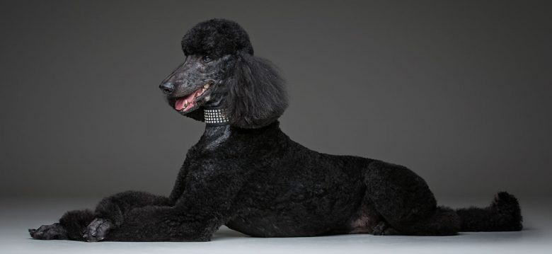 Portrait of lying Black Poodle dog