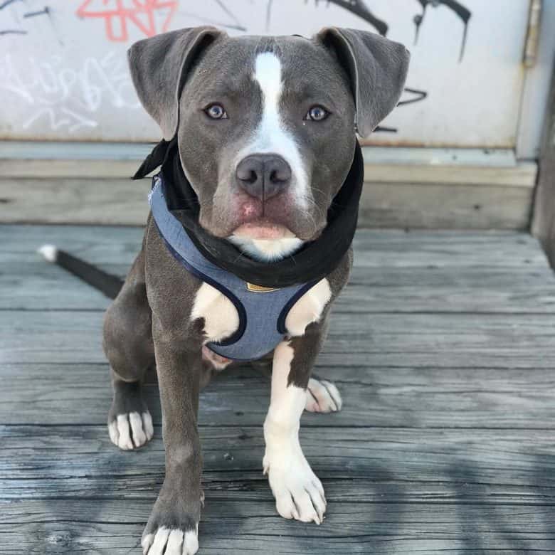 Portrait of a Bluenose Pitbull dog