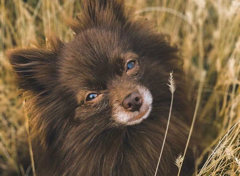 Portrait of chocolate or brown Pomeranian dog