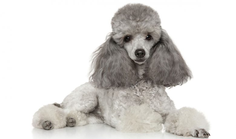 Portrait of lying Gray Poodle dog