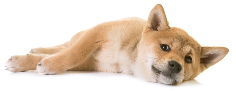 Portrait of Shiba Inu lying on the floor