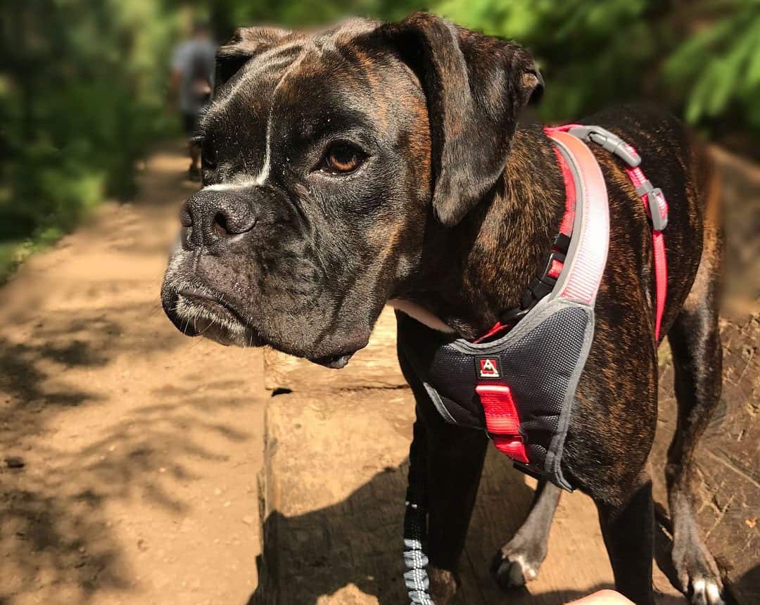 A Complete Guide to the Adorable Miniature Boxer K9 Web