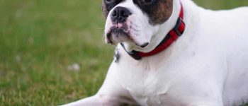 Portrait of Miniature Boxer dog lying on the grass