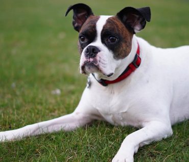 Portrait of Miniature Boxer dog lying on the grass