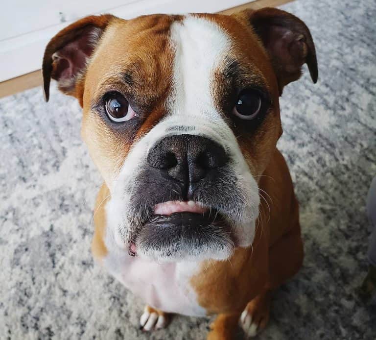 A Complete Guide to the Adorable Miniature Boxer K9 