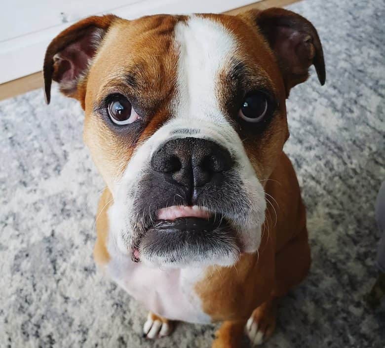 Portrait of a Miniature Boxer dog waiting for a treat