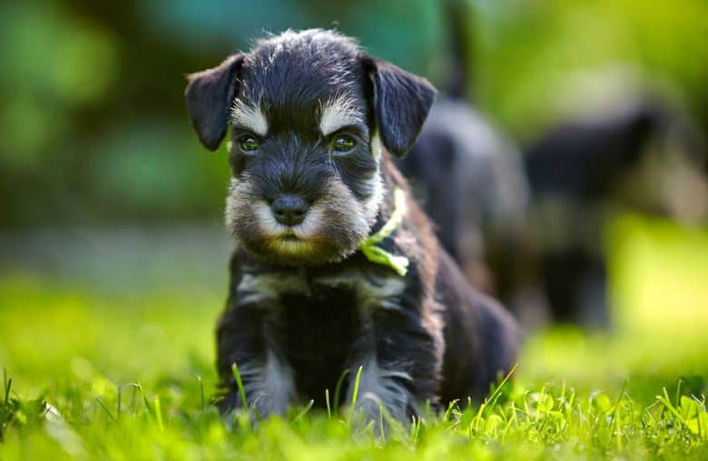 Portrait of a Miniature Schnauzer puppy