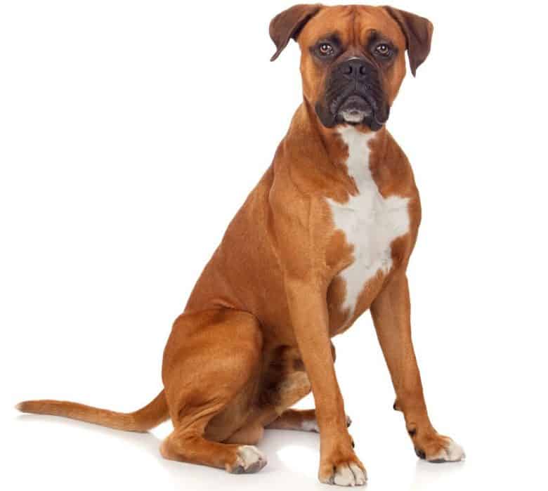 Purebred Boxer dog portrait