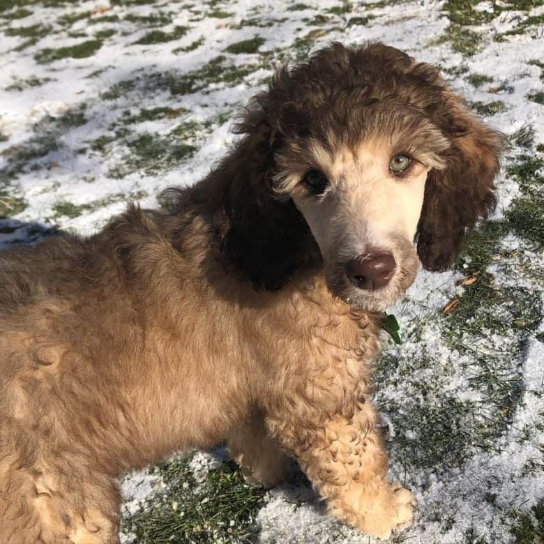 Portrait of a Sable Poodle dog