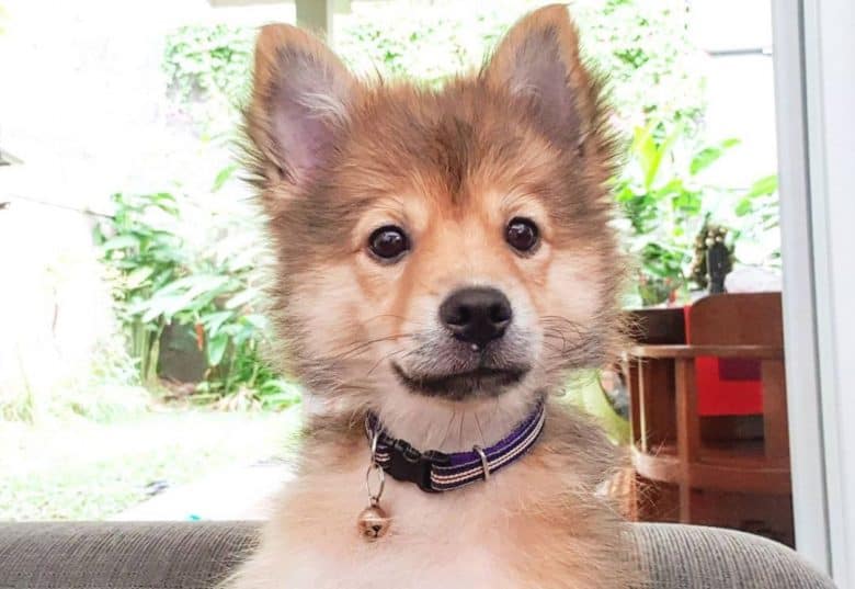Siberian Husky and Shih Tzu mix dog