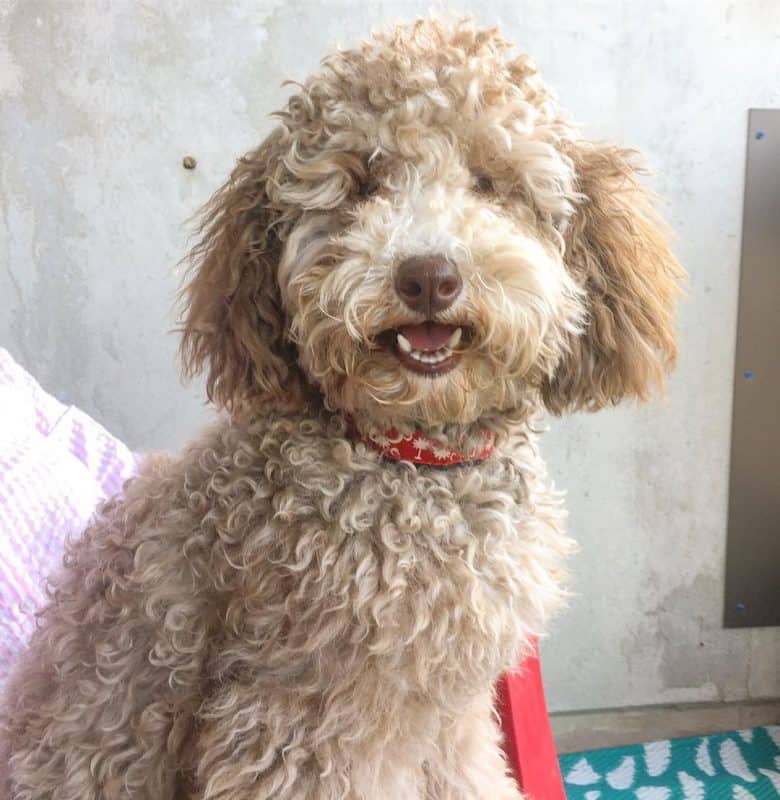 Portrait of Silver Beige Poodle dog