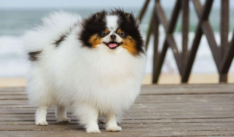 Portrait of tri-colored Pomeranian dog