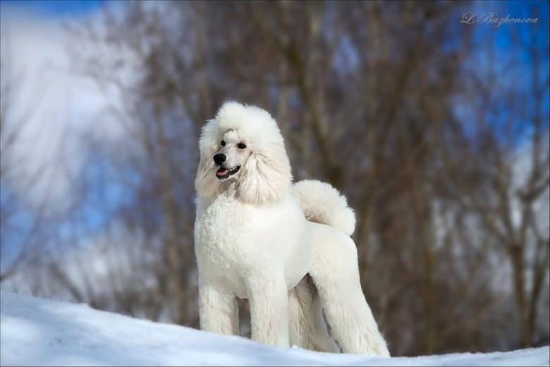 A striking portrait of a white Standard Poodle standing on snow