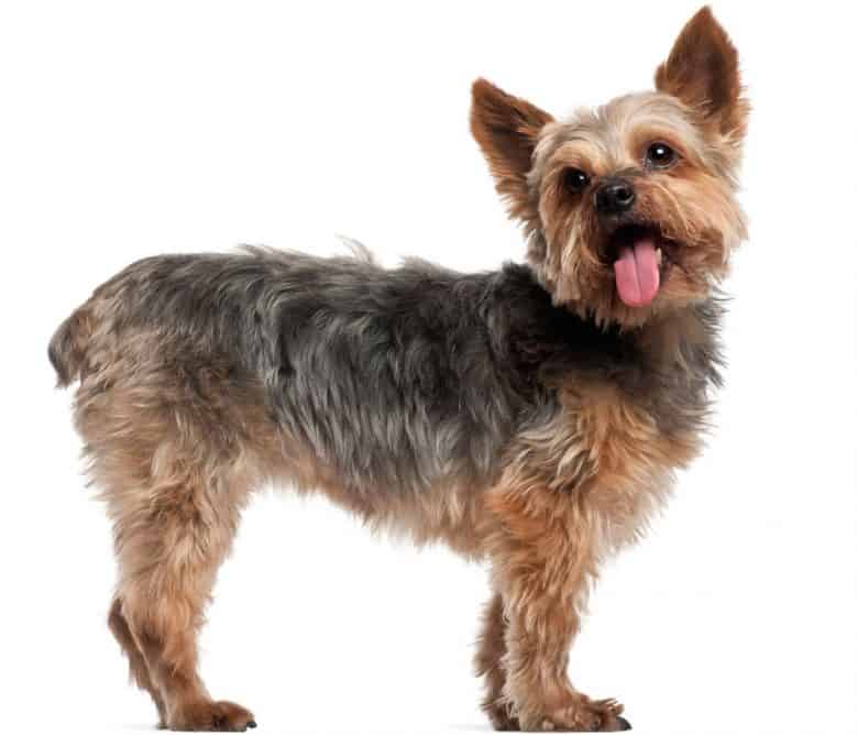 Portrait of Yorkshire Terrier dog with a puppy haircut
