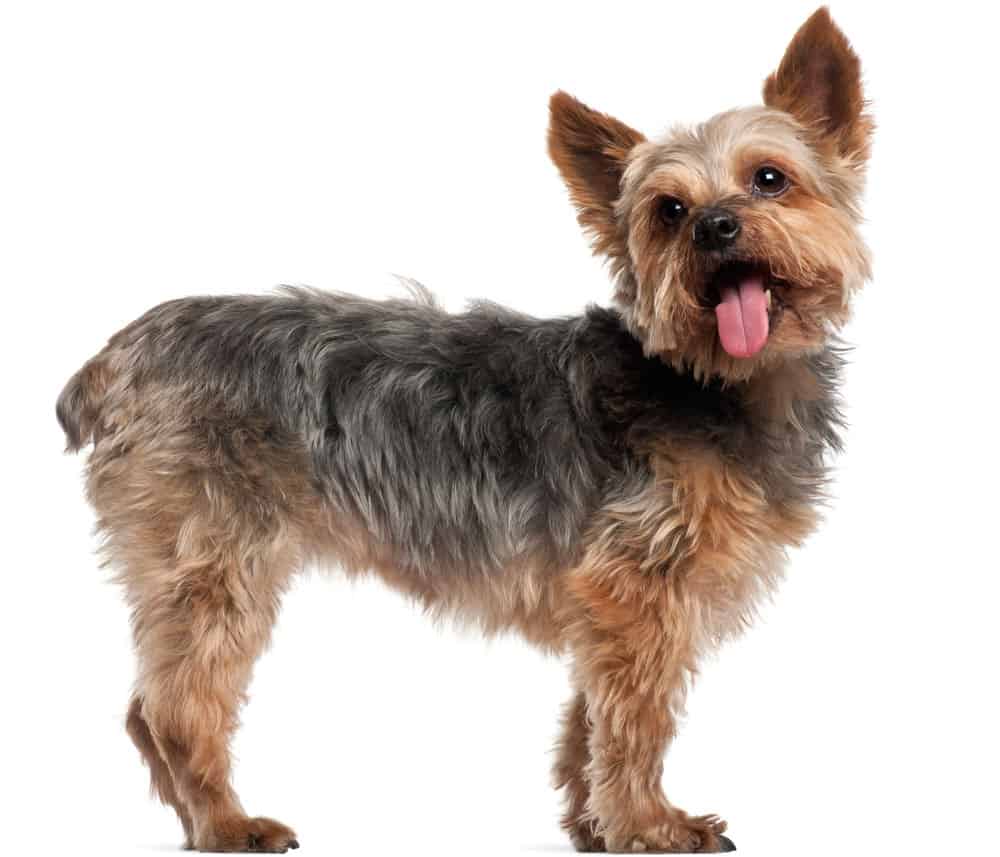 Yorkie Haircuts Which is Best For My Pup? K9 