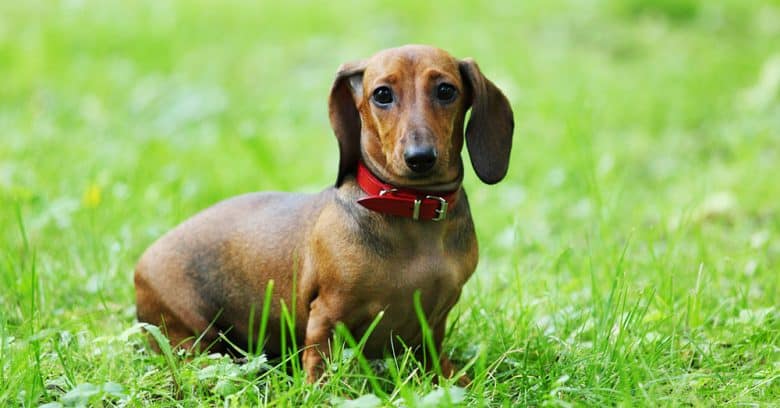 Portrait of young Dachshund dog on a green grass
