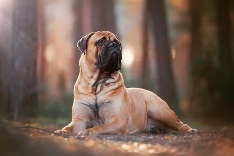portrait of a strong Bullmastiff American Pit Bull Terrier mix laying proudly