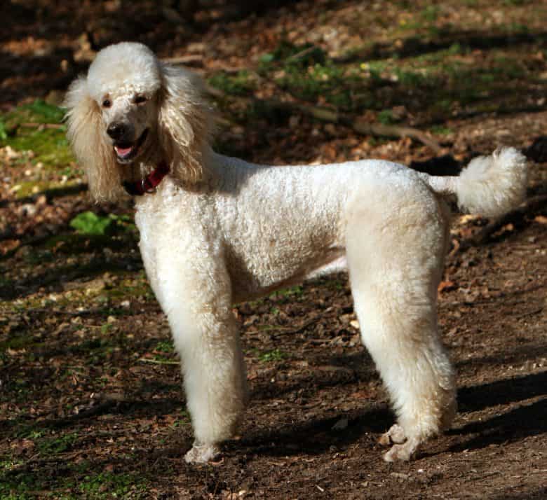 Posh Poodle posing outdoor