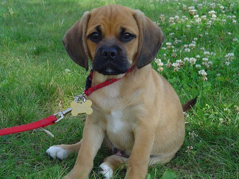 Adorable Pug and Beagle mix puppy