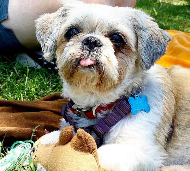 Pug and Shih Tzu mix dog on a picnic