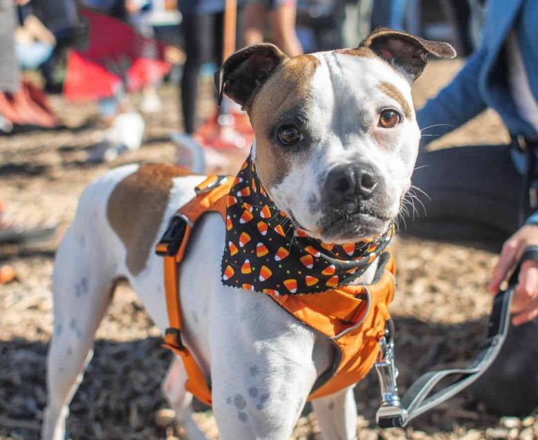 Pug and Pit Bull mix dog wearing orange outfit