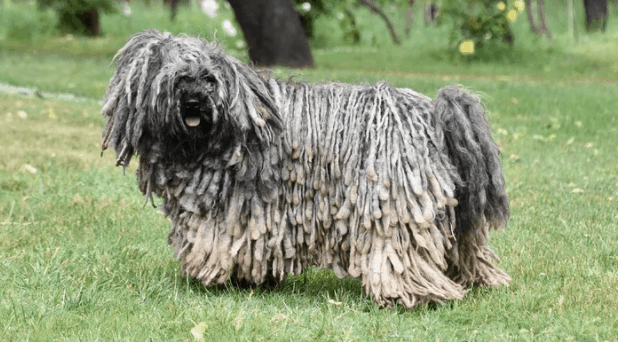 A Puli dog posing for a portrait