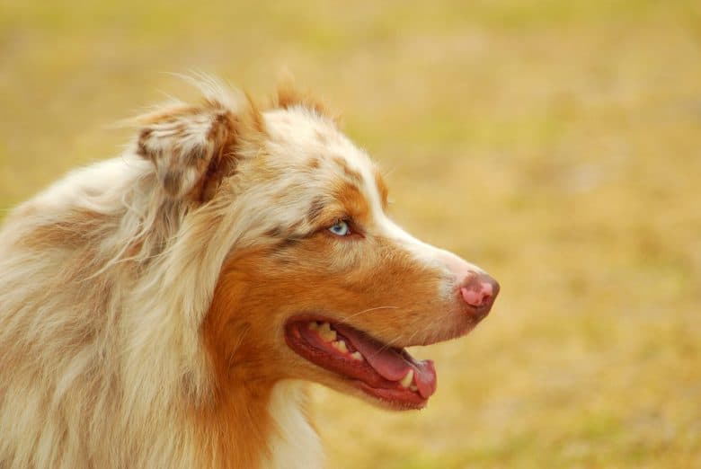 A blue eyed purebred Australian Shepherd dog