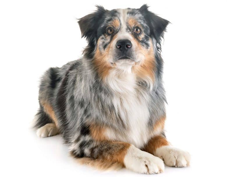 Purebred Blue Merle Australian Shepherd dog