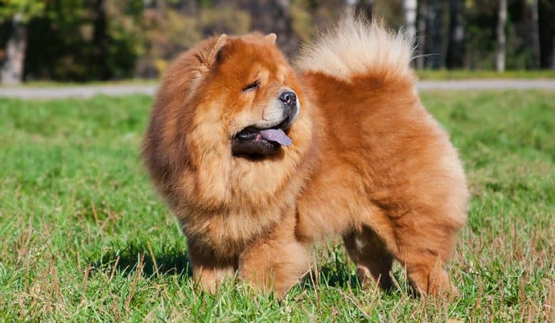 Purebred Chow Chow dog standing on the grass
