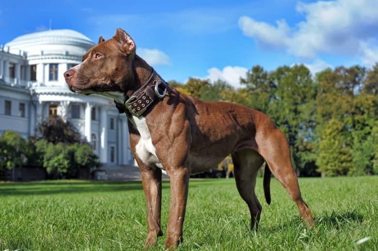 A portrait image of a strong Pitbull near the white house