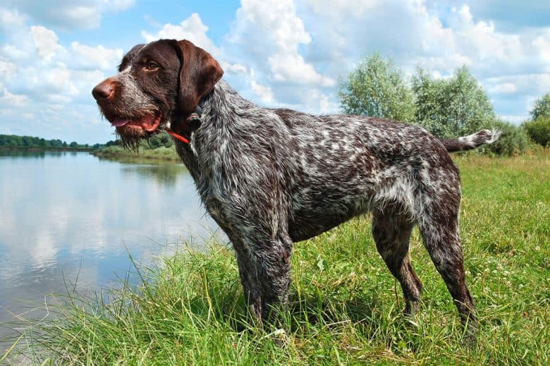 Purebred Pointer dog near the river