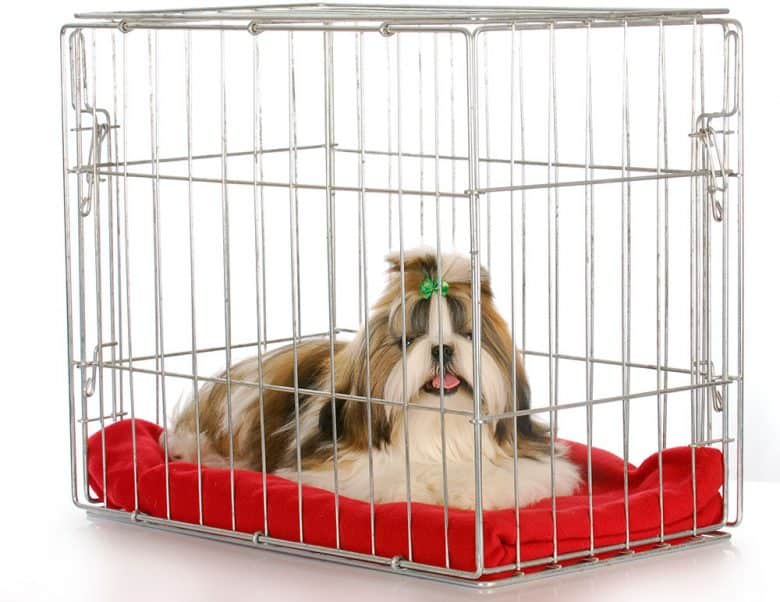 Purebred Shih-Tzu dog inside the crate