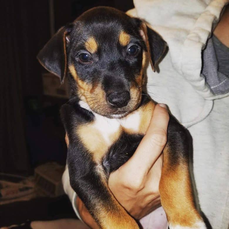 Rat Terrier Lab mix puppy