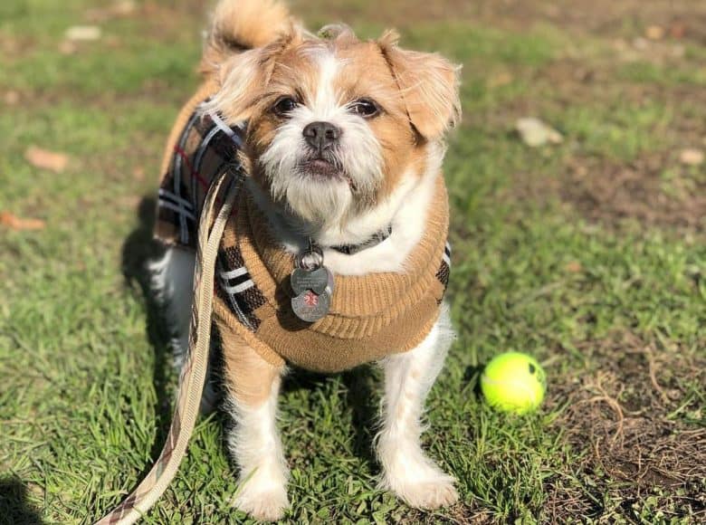 Rat Terrier and Shih Tzu mix dog playing outside