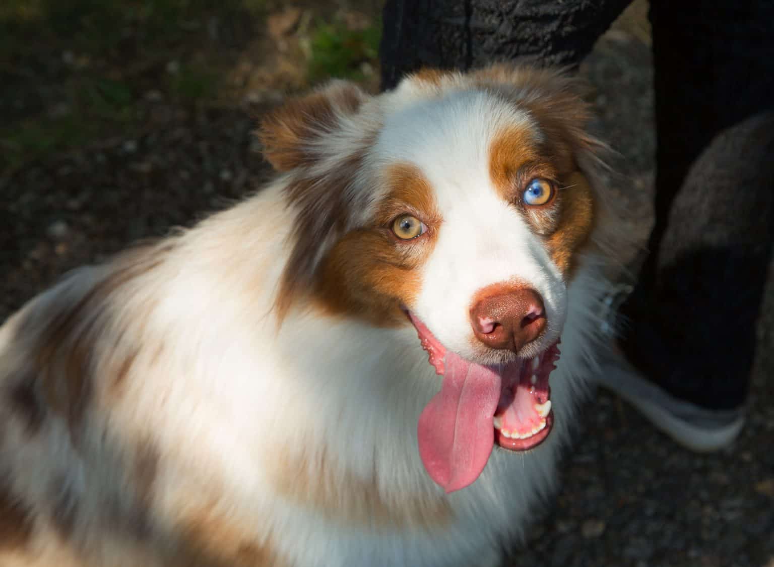red merle aussie stuffed animal
